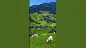 #اكسبلور #تيك_توك #القارئ_حمزة_بوديب #دويتو #song #خيل #explore #ترند #duet #cover