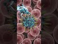 You're Under Attack! | Killer T-Cell vs Cancer 🧬#3dmedicalanimation #science  #facts