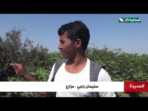 مزارع يتفاجأ بنجاح زراعة الرمان والتين في تهامة لاول مرة