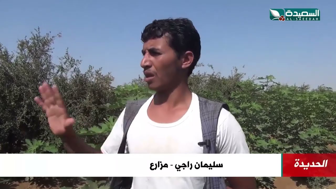 مزارع يتفاجأ بنجاح زراعة الرمان والتين في تهامة لاول مرة