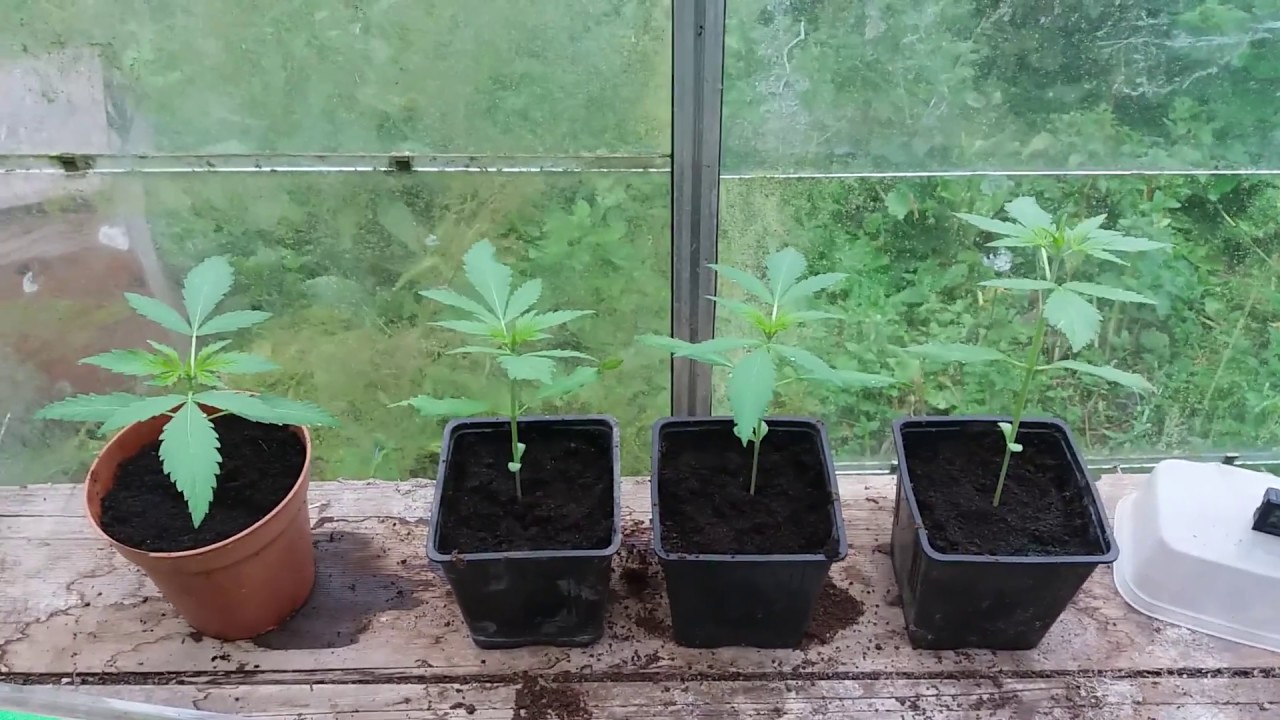 2017 UK OUTDOOR GROW, Second batch autoflowers (week 3)