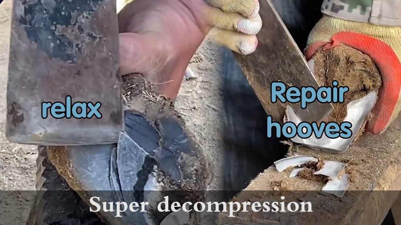 Before and after donkey hoof repair and donkey hoof cleaning YouTube