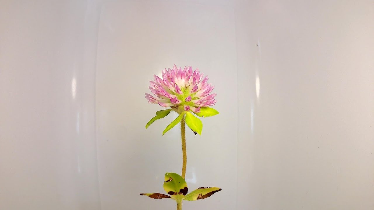 赤クローバー ムラサキツメクサの花が咲いて枯れるまで 花の開花 104 Youtube