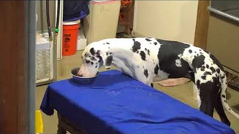 Arena kennels am Tom Shannon Walter Lanine Carlene...