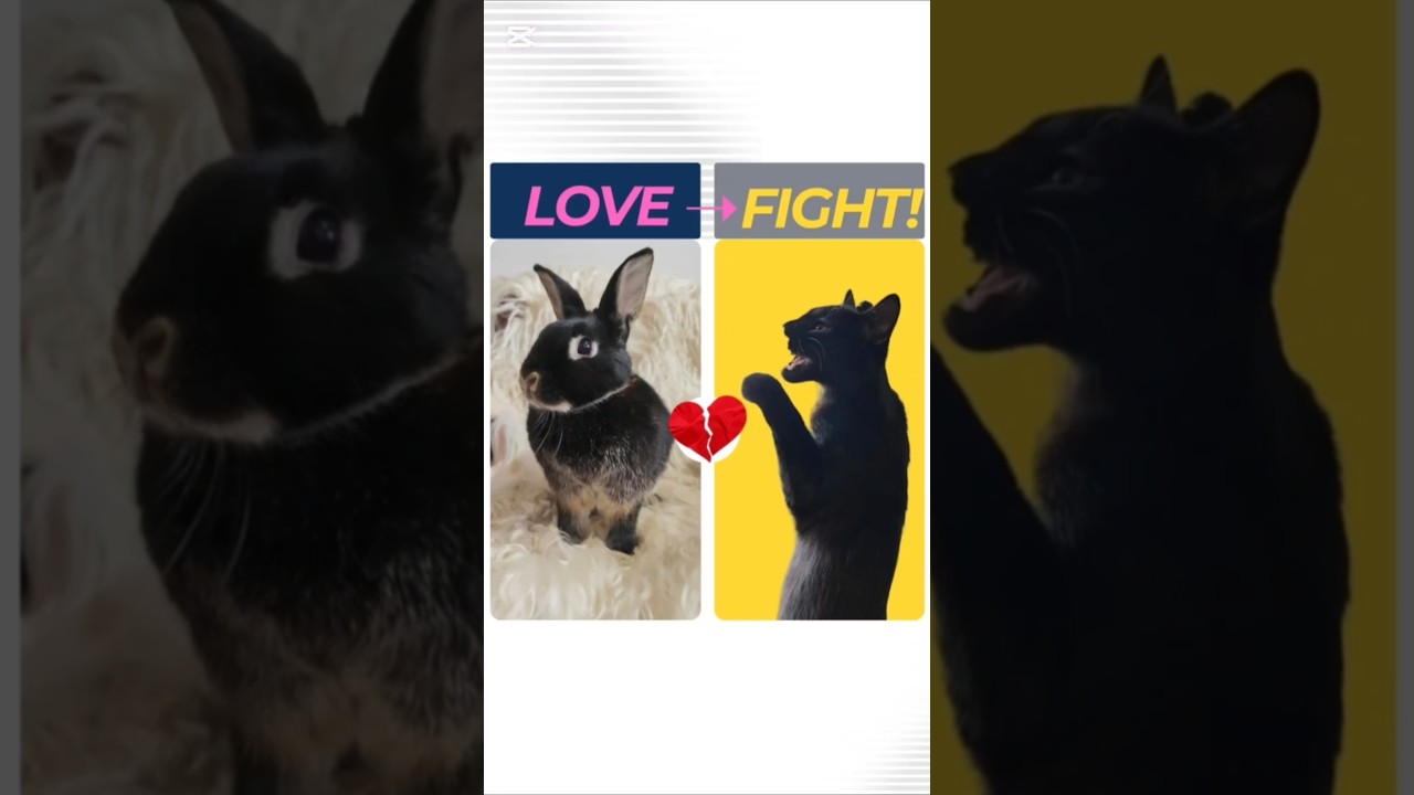 Cat & Bunny: From Cuddles to Chaos! 🐇😹 