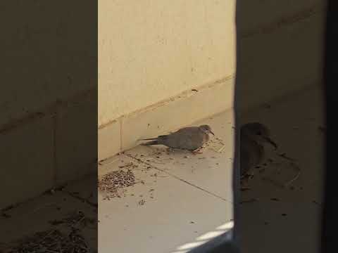 مفاجئة من العيار الثقيل طيور يمامة