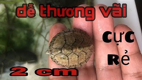 BÓC HỘP 20 RÙA LƯỠI DAO CỰC DỄ THƯƠNG  ( open the box of 20 turtles razor black musk turtle)X - pet