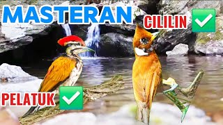 Download Lagu Masteran paling dicari ‼️ Masteran tembakan rapet cililin dan pelatuk 🔥 MP3