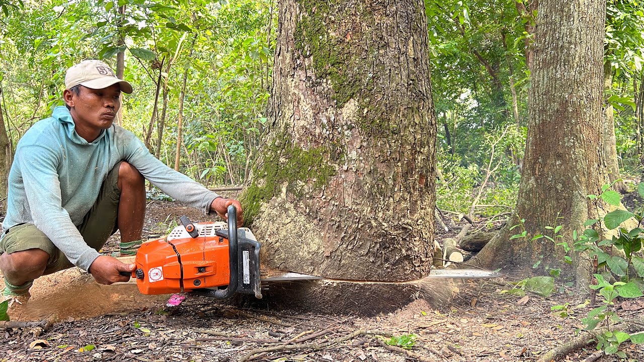 Stihl ms 881 chainsaw, cut down 2 trembesi trees behind the house ...