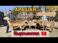 Ысык-Көлдүн гүл койлору || Арашан баккан Ишен мырза ~ Мыкты койлор экен || Сөз жок!!