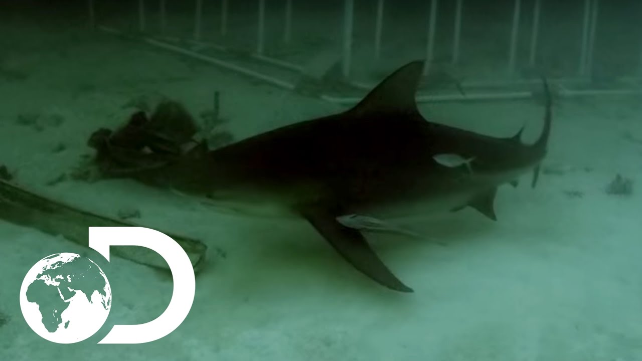 shocking definition Night Time Swimming with Deadly Sharks | Sharks Among Us