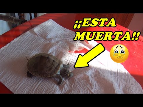 Video: 15 fantásticos juguetes de bricolaje para tu gato