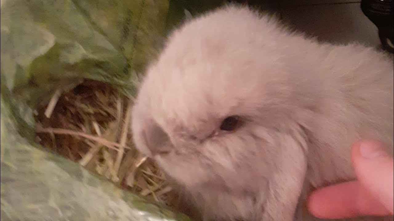 baby mini lob rabbit!! - YouTube