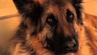 Pets Apple ProRes 422 by havana2000 58 views 10 years ago 1 minute, 41 seconds