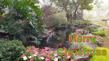 ✅KOI.120-Chăm sóc sân vườn hồ cá koi đẹp đón Noel 2019 ở Biệt thự Park River, Ecopark/Tunglam Garden