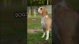 Deciphering Canine Language: Unlock the Secrets of Dog Communication! 🐾 #DogCommunication #India