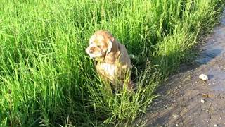 Собака смешно ест траву.