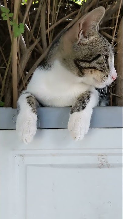 Смешной котенок с большими ушами 😹 Funny kitten with big ears 🐈 Kucing ...