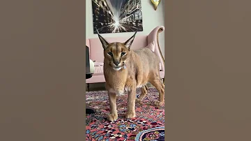 قط الوشق بري شرس Ferocious Wild Cat 