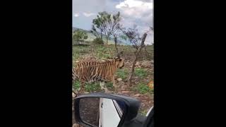 Reporte de tigre suelto INCREÍBLE TENGAN CUIDADO