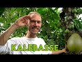 Die kalebasse  trinkschale 100 natrlich aus dem amazonas