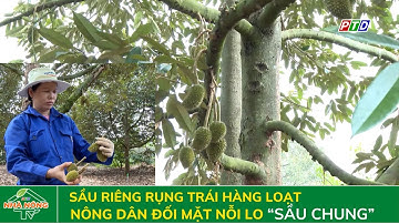 Sầu riêng rụng trái hàng loạt, nông dân đối mặt nỗi lo “sầu chung”