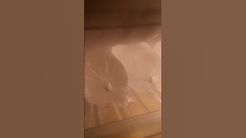 Day 1 of making ugly transitions until 500 subscribers😳#shorts #transition #funny #comedy