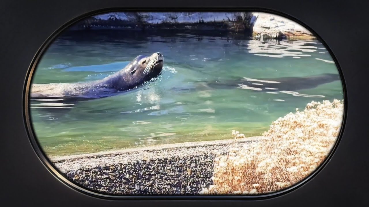 Playful Sea Lions in the Queens Zoo Mymixvid 
