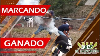 MARCANDO ganado