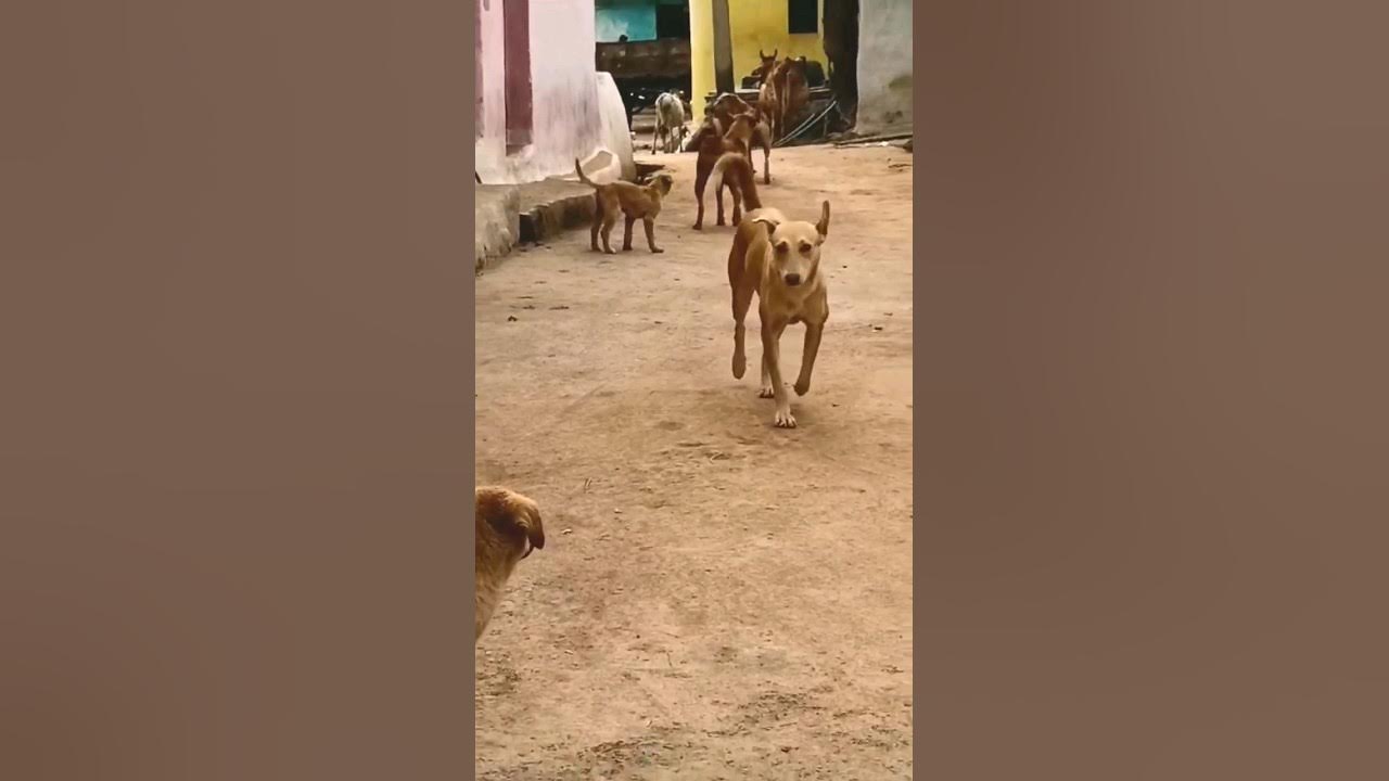 Street dogs barking||dog sound#68kviral#shorts Street dogs barking||dog sound#68kviral#shorts