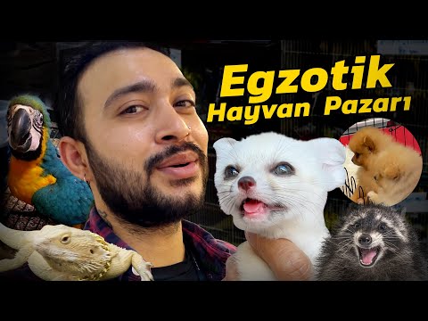 İNANILMAZ EGZOTİK HAYVAN PAZARI FİYATLARI ( #kanguru #rakun #pomerian #pazar )