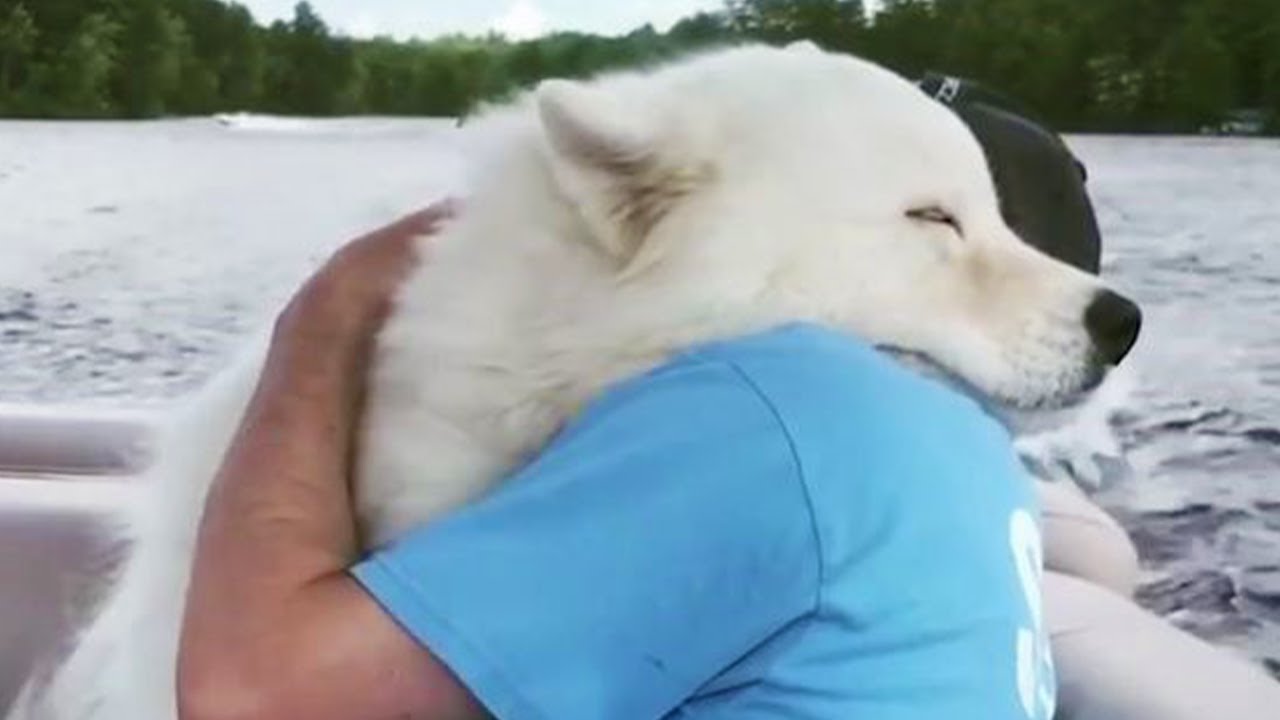 ⁣Animals Showing True And Unconditional Love to Human -  Cute Animal Video