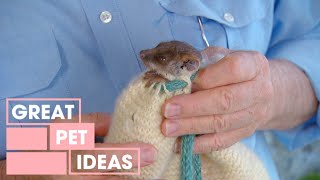 Rescued Baby Possum | PETS | Great Home Ideas