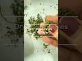 How to Dry Mint Leaves in Air Fryer | pudina patte ko air fryer me dry kaise kare #herbs