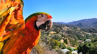 Breezy Mountain Flight