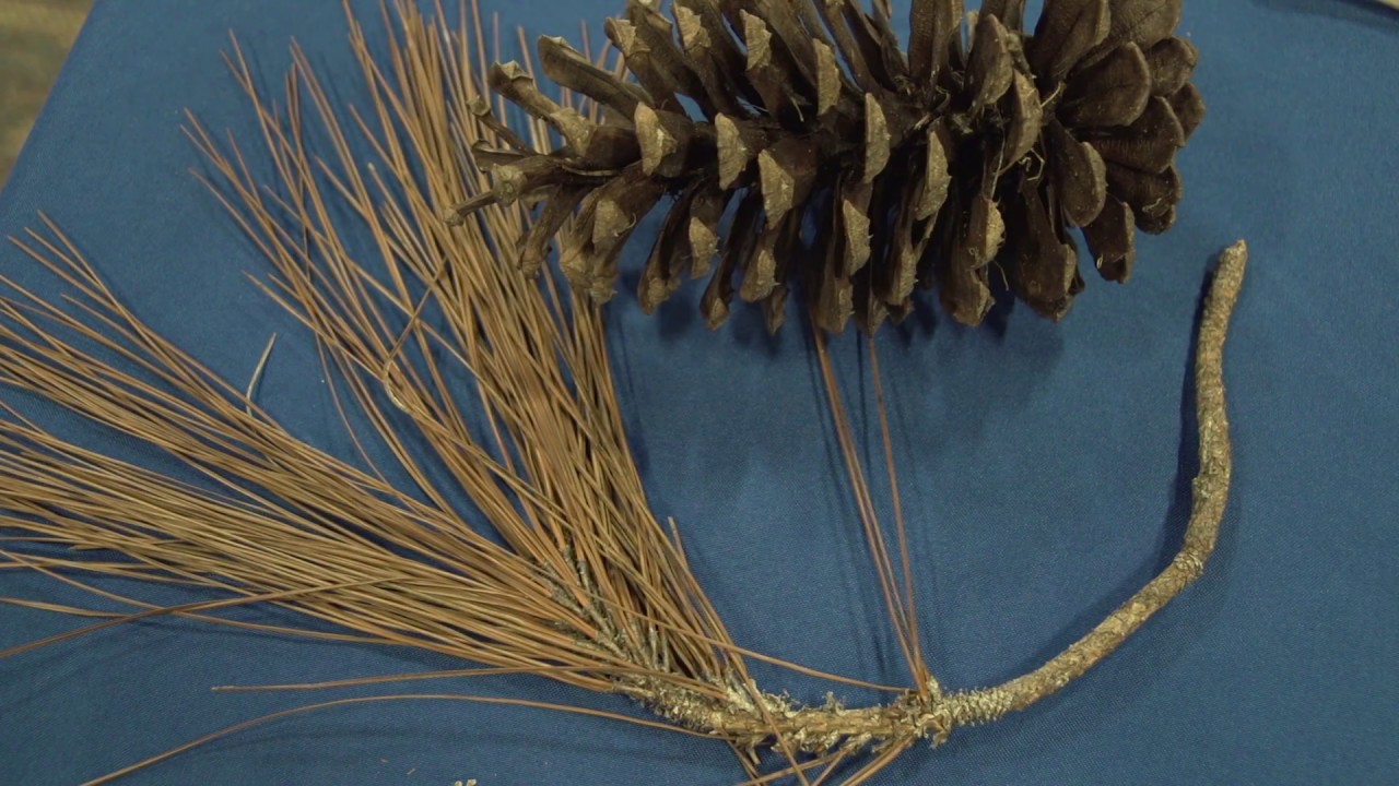 Florida Flora & Fauna