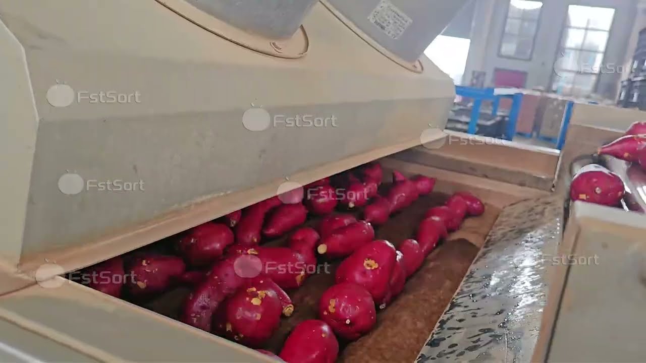 Sweet Potato Processing: From Field to Supermarket🍠💧 👨‍🌾🔥