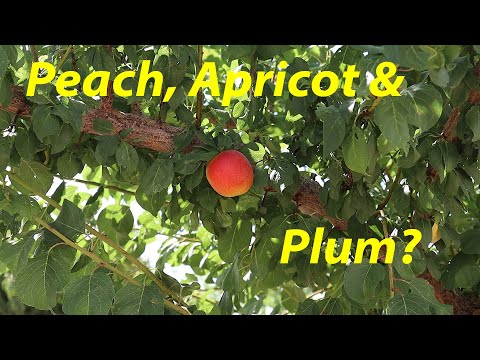 Video: Earligrande Peach Fruit: Earligrande persikoiden hoito puutarhoissa