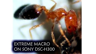 DSLR like Macro on Sony DSC-h300 point and shoot Camera