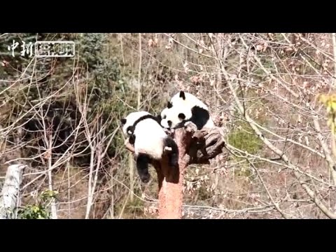 冬日里的大熊猫宝宝：晒太阳卖萌 憨态可掬