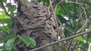Arboreal Ants Pagoda-Shaped Nest