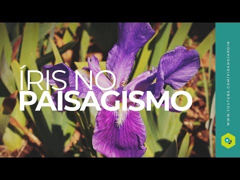 Vídeo: Plantas de íris - Dicas para o cultivo de íris