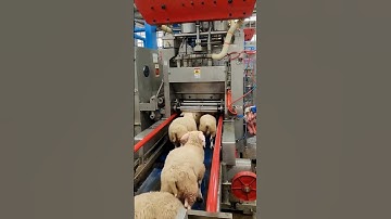 cute Mexica Plush Dancing Cactus Electric Plush Toy