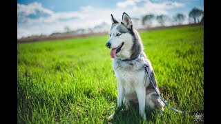 Покидают-ли Ангелы Дом, в котором держат Собаку?