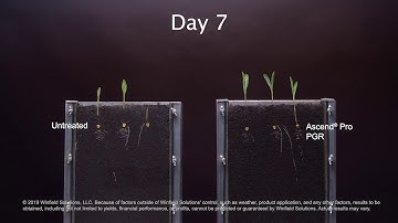 Ascend Pro Video - Untreated vs Ascend Pro Corn Rhizotron