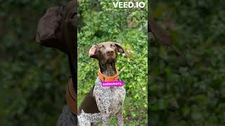 Hidden World of German Shorthaired Pointers! Did You Know? #shorts