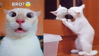 funny Animals video 😜 funniest cats 🐕and dogs#cats
