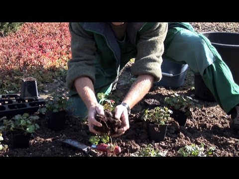 Video: Ideen für einheimische Pflanzenrasen: So ersetzen Sie Ihren Rasen durch einheimische Pflanzen