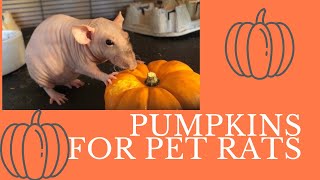 PUMPKINS FOR RATS