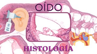 Histología del Oído